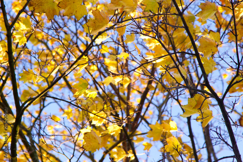Yellow and red autumn leaves on the tree