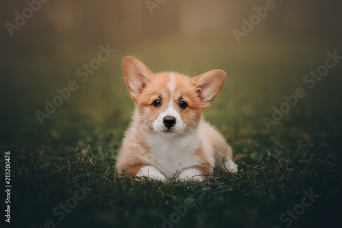 Obraz na płótnie Funny Welsh Corgi Cardigan Puppy at forest w salonie