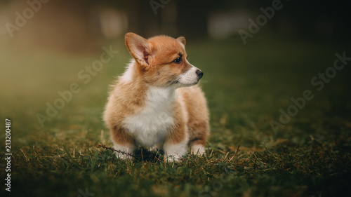 Funny Welsh Corgi Cardigan Puppy at forest