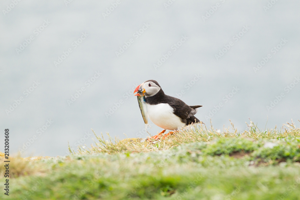 Atlantic puffin (Fratercula arctica) Displaying with fish Atlantic puffin (Fratercula arctica) Displaying with fish