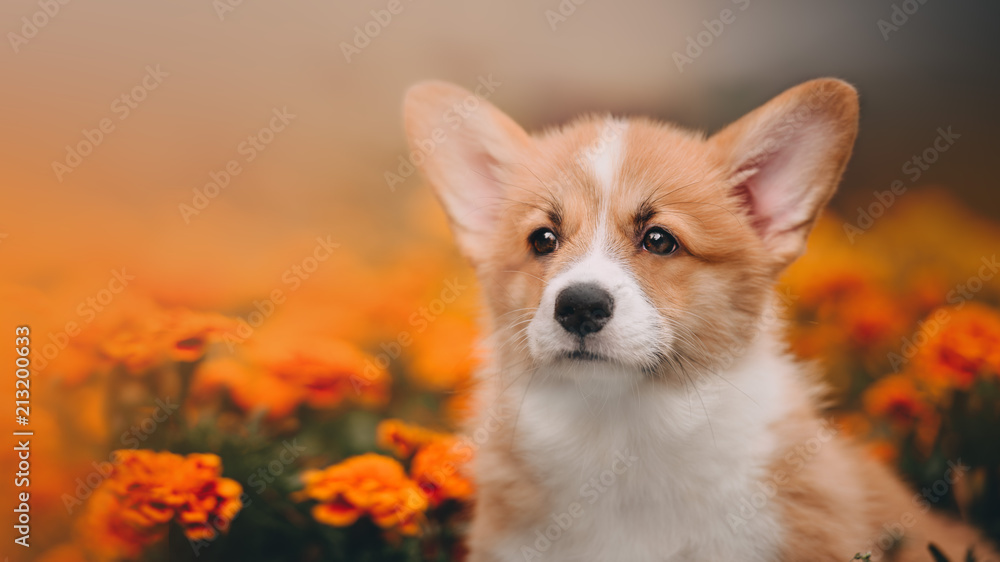 Funny Welsh Corgi Cardigan Puppy at forest Funny Welsh Corgi Cardigan Puppy at forest
