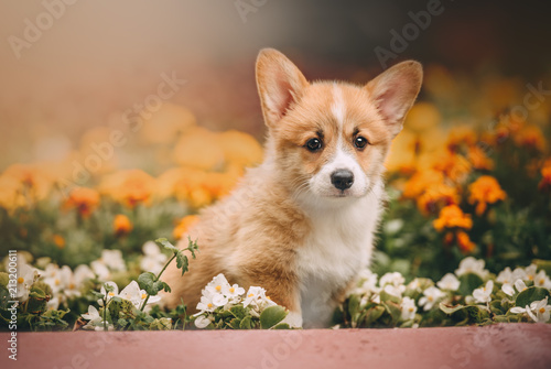 Obraz na płótnie Funny Welsh Corgi Cardigan Puppy at forest w salonie