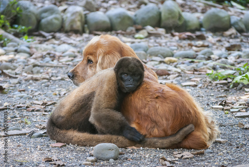 Sticker Wild couple of dog and monkey