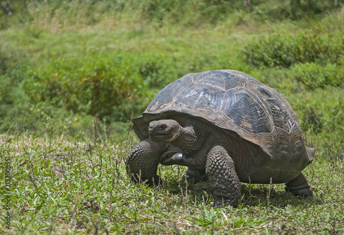 Giant tortoise on grass in Galapagos Islands.