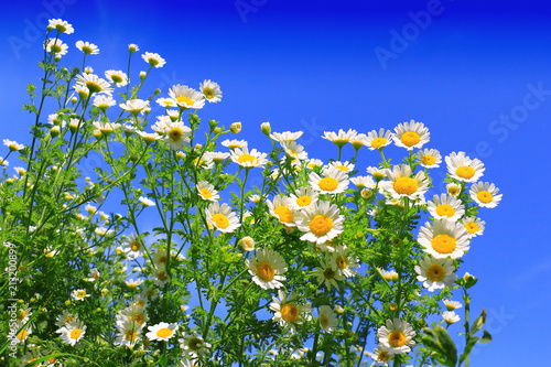 Matricaria chamomilla flowers on meadow, selective focus
