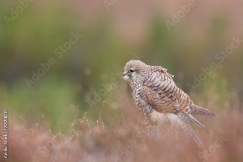 Common Kestrel (Falco Tinnuculus) perched on rockc
