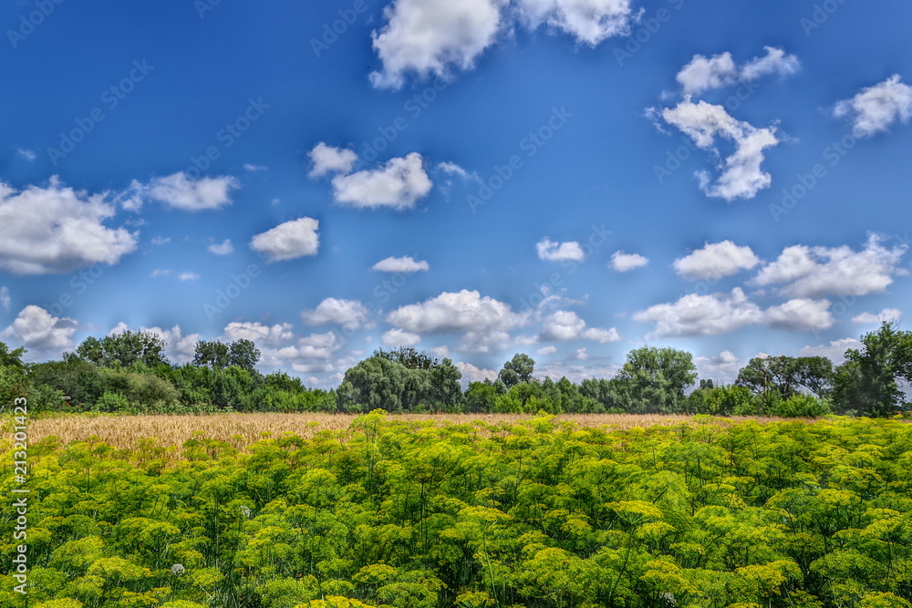 yellow wildflowers on field and blue sky