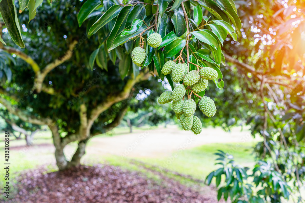 Unripe green lychee hanging from the tree in orchard. Unripe green lychee hanging from the tree in orchard.