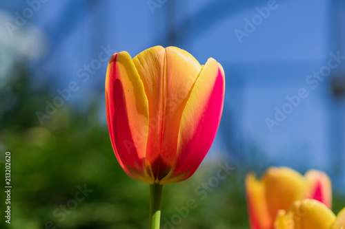 close up of bright blooming yellow and orange tulips