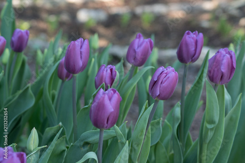 close up of a flower bed of blooming violet tulips
