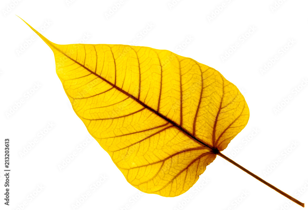 feuille de bodhi, figuier sacré des pagodes feuille de bodhi, figuier sacré des pagodes