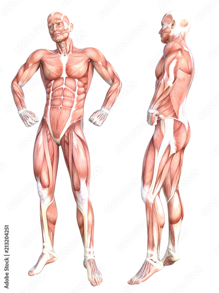 Conceptual anatomy healthy skinless human body muscle system set. Athletic young adult man posing for education, fitness sport, medicine isolated on white background. Biology science 3D illustration Conceptual anatomy healthy skinless human body muscle system set. Athletic young adult man posing for education, fitness sport, medicine isolated on white background. Biology science 3D illustration