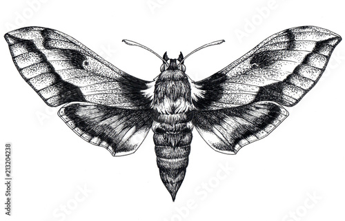 Canvas Print Hand drawn butterfly tattoo