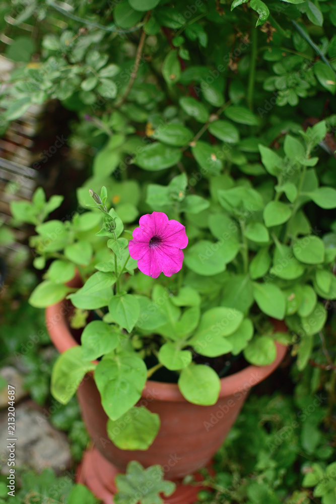 close-up of delicate pink petunia flowers with buds on soft blurred background close-up of delicate pink petunia flowers with buds on soft blurred background