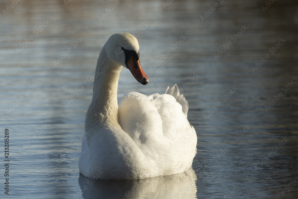 Obraz premium Schwan