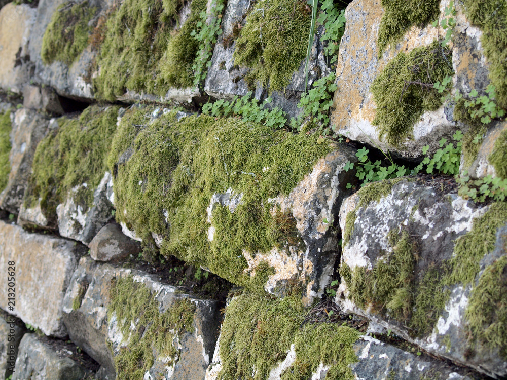 Green moss grows on old rock wall