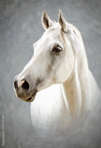 a white horse © Val Thoermer