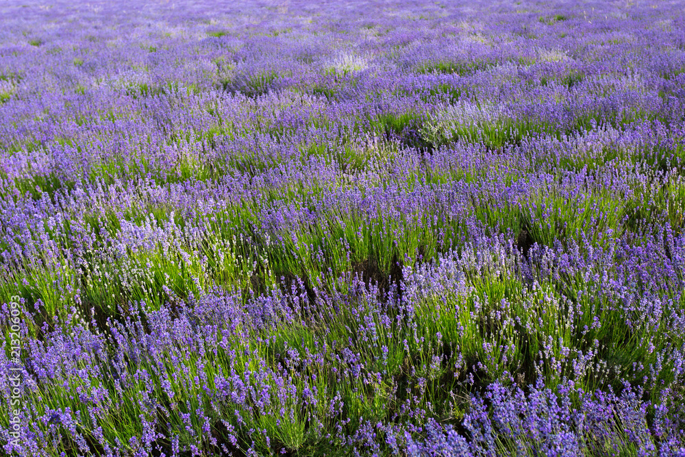 Naklejka premium Lavender Field in the summer