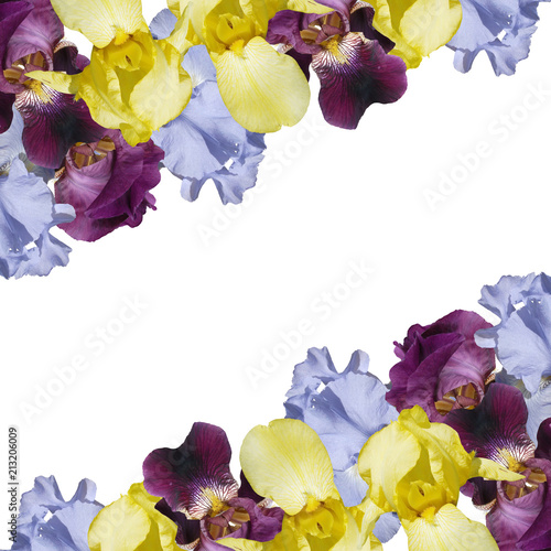 Fototapeta Naklejka Na Ścianę i Meble -  Beautiful floral background of irises 