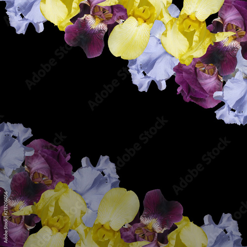 Fototapeta Naklejka Na Ścianę i Meble -  Beautiful floral background of irises 