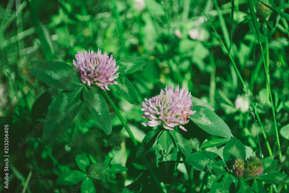 Nature Nature