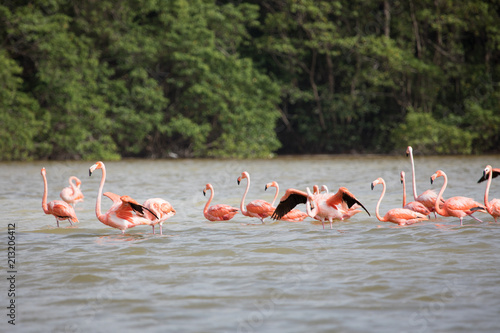Caribbean Flamingos at Celestun reserve, Yucatan Mexico