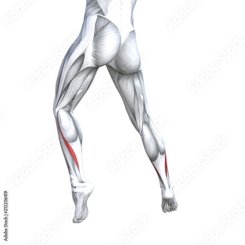 Concept conceptual 3D illustration fit strong back lower leg human anatomy, anatomical muscle isolated white background for body medical health tendon foot and biological gym fitness muscular system