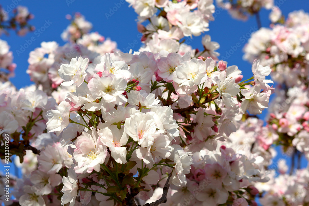 Japanese cherry Japanese cherry