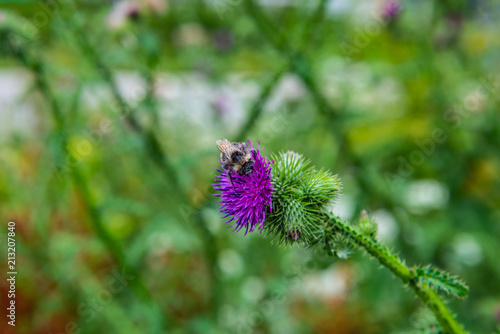 pflanze,insekt,hummel,berg,hügel,grün,wald