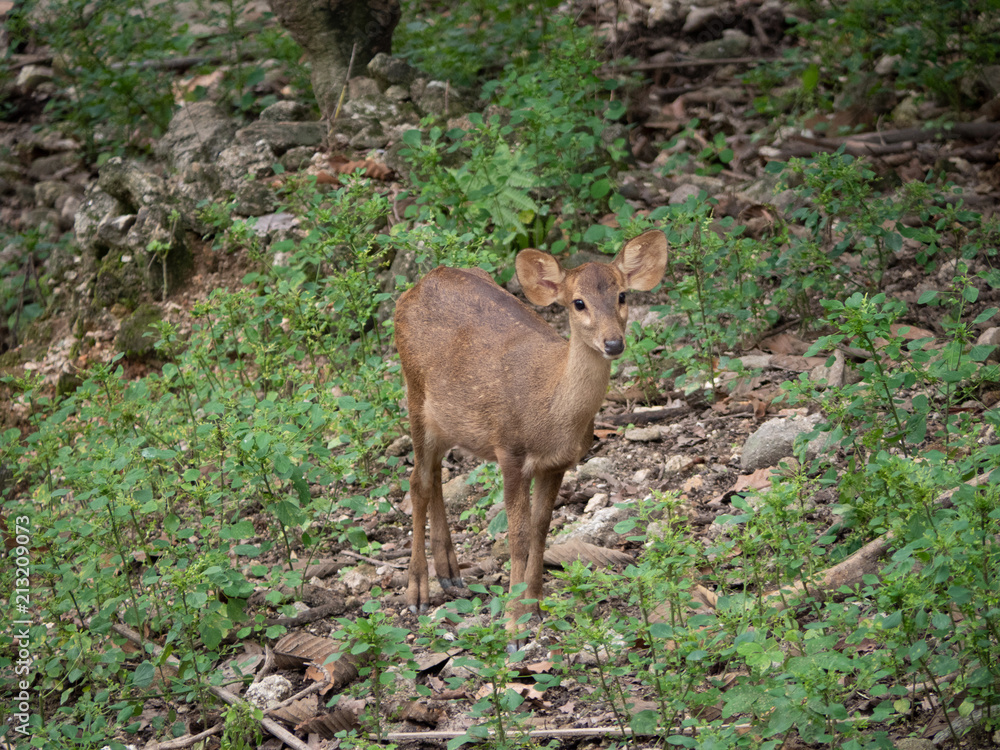 Young doe deer in forest