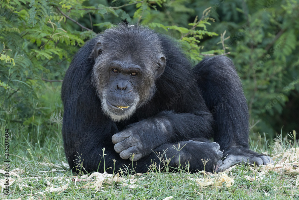 Chimpanzee Chimpanzee
