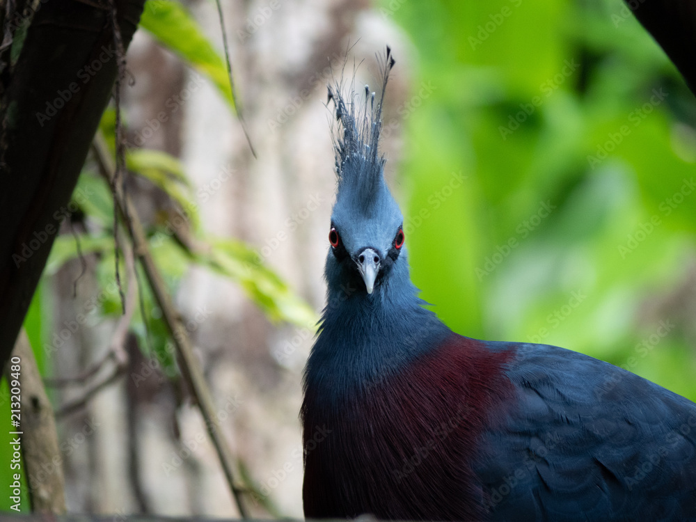 Obraz premium Victoria crowned pigeon in natural