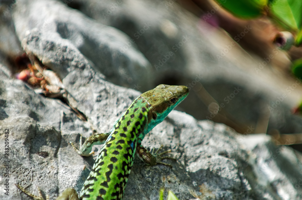 Obraz premium Lizard