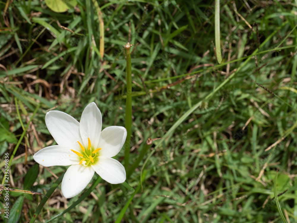 Candida fairy lily with blur bacground Candida fairy lily with blur bacground