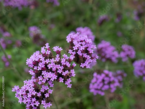 Purple verbena flower with blur background