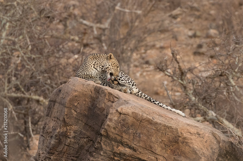 Leopard on rock photo