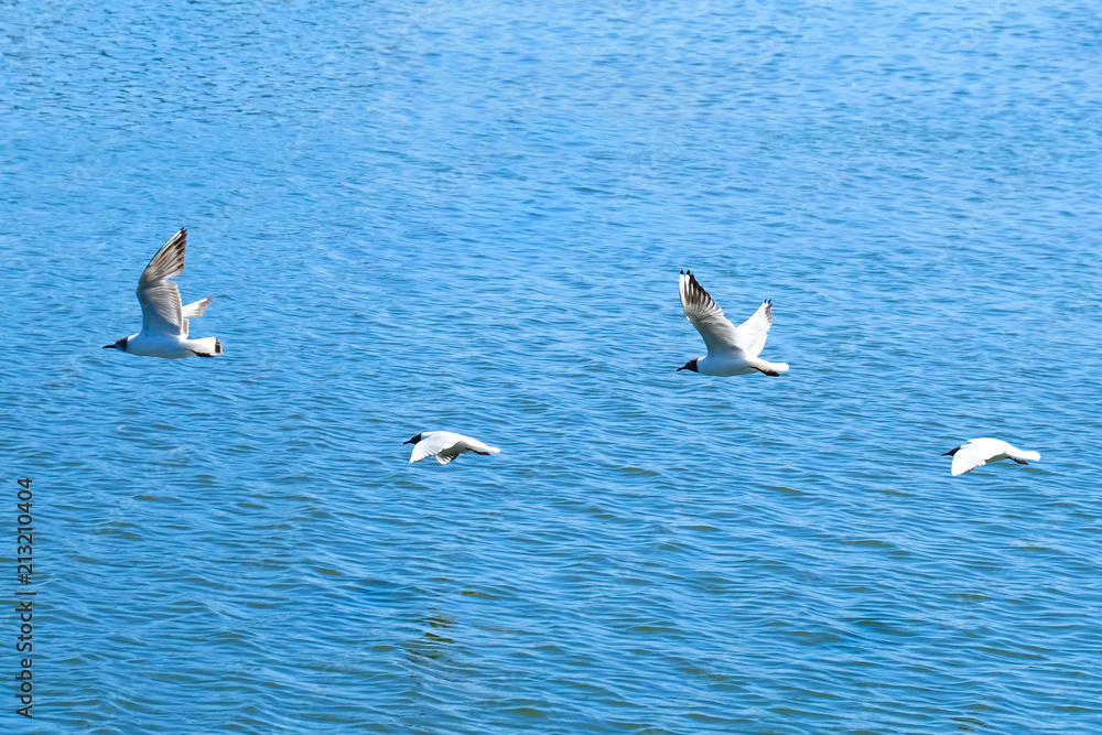 Black-headed gulls (Larus ridibundus) flying over water surface.