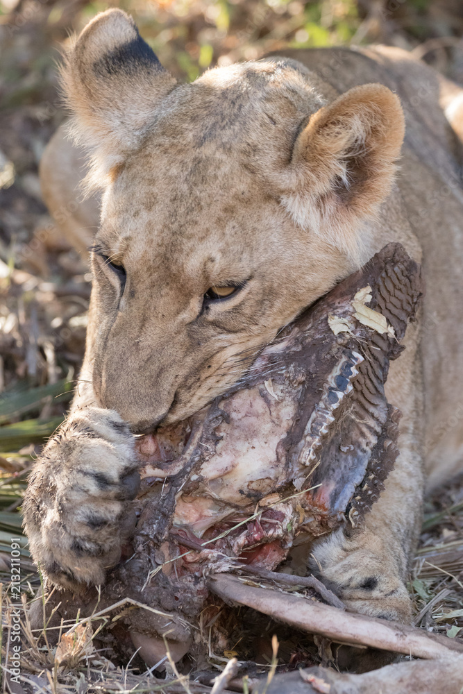Fototapeta premium Lion eating