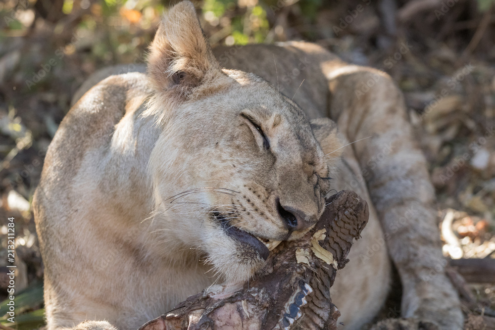 Fototapeta premium Lion eating
