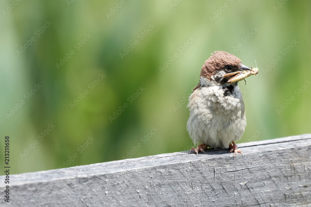 Naklejka premium Sparrow