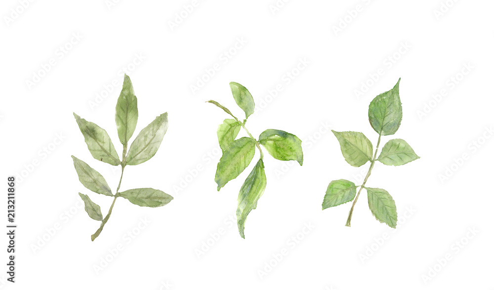 Obraz premium Set of rose leaves on white background, watercolor illustrator, hand painted
