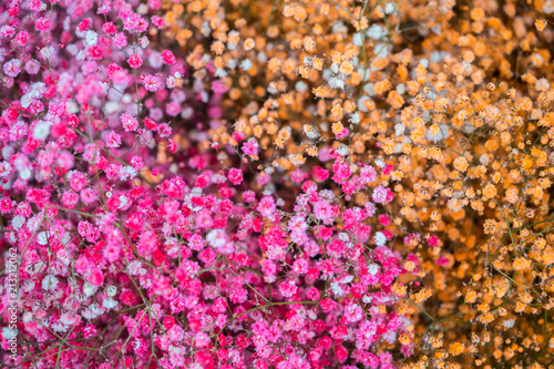 Rose and orange little flowers composition background © Erlantz