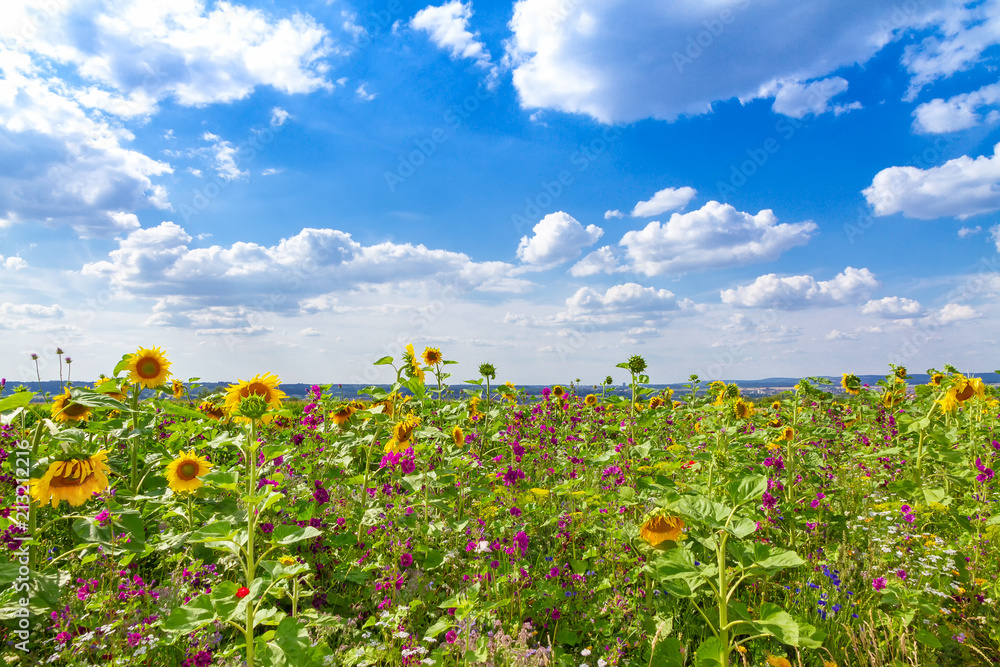 Obraz premium Feld im Sommer mit bunten Blumen