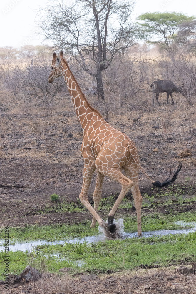 Naklejka premium Giraffe crossing stream