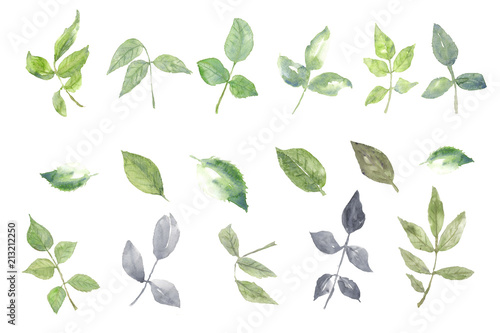 Set of rose leaves on white background, watercolor illustrator, hand painted