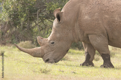 White Rhinoceros