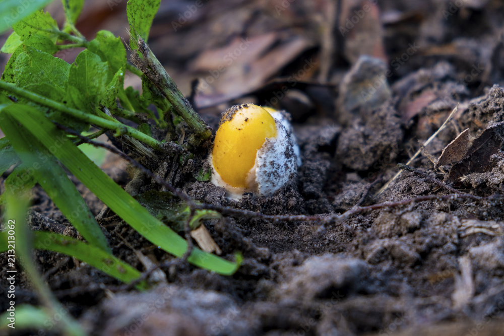 Amanita wubjunguillea (yellow mushrooms) are emerging from the soil in the forest at the Northeast of Thai. Amanita wubjunguillea (yellow mushrooms) are emerging from the soil in the forest at the Northeast of Thai.