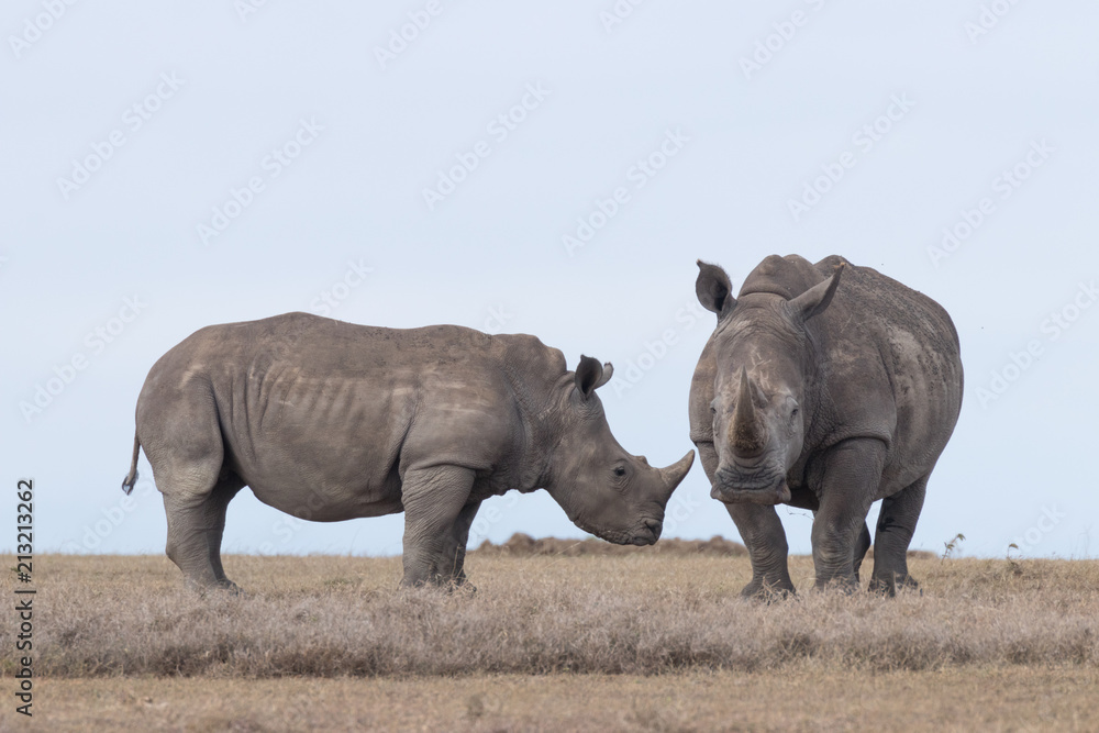Fototapeta premium White Rhinoceros