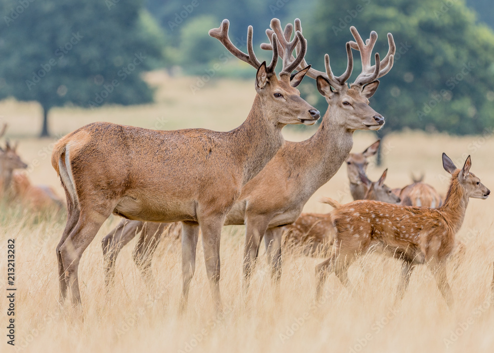 Fototapeta premium Deer