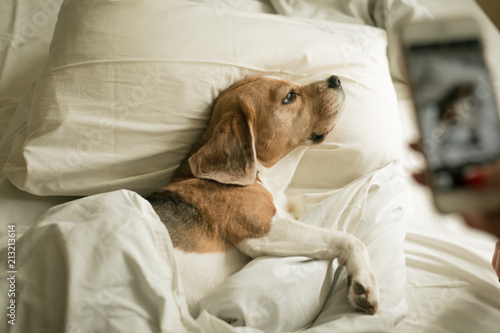 Beagle dog likes to be photographed